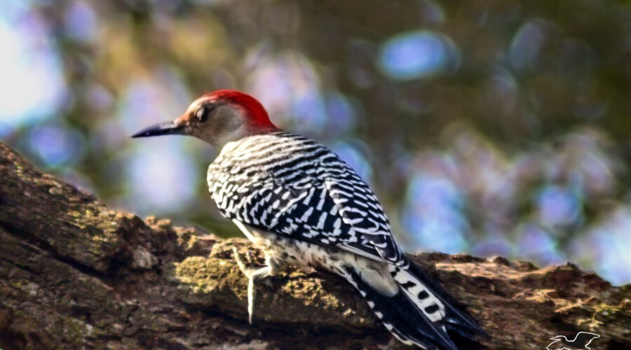 A red bellied woodpecker closes her eyes to protect them before she strikes a tree branch.