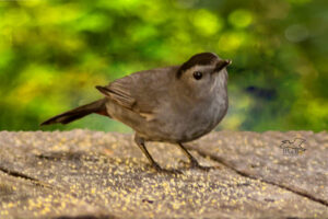 A grey catbird looks around curiously from a sunny perch on a wooden deck.