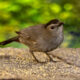 These Beautiful Grey Catbirds Have Been Fun Winter Visitors