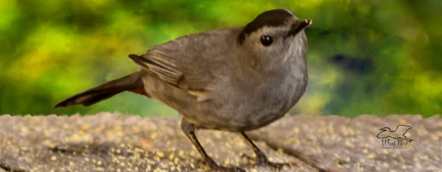 A grey catbird looks around curiously from a sunny perch on a wooden deck.