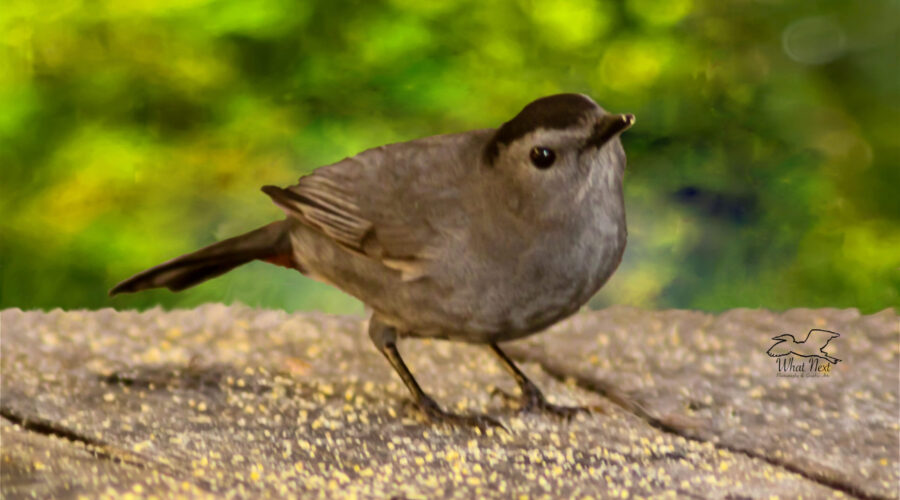 A grey catbird looks around curiously from a sunny perch on a wooden deck.