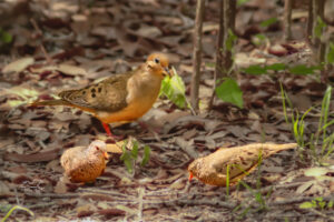 A mourning dove looks over two little ground doves while they all feed together.