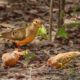 The Size is Very Different Between the Beautiful Florida Doves