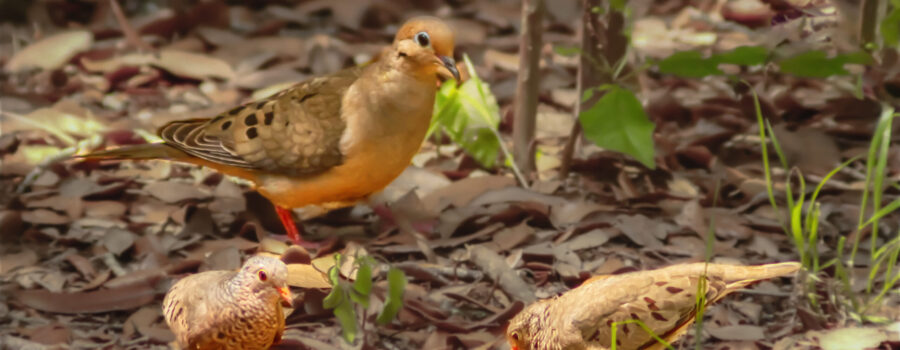 A mourning dove looks over two little ground doves while they all feed together.