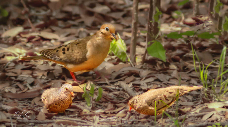 A mourning dove looks over two little ground doves while they all feed together.