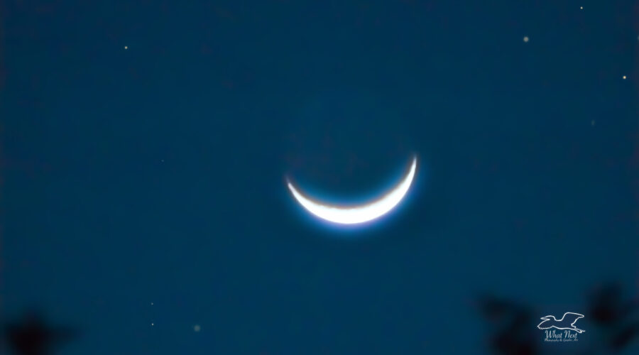 A sliver of a moon glows above the trees on a winter’s evening.