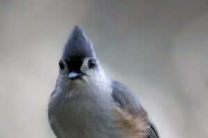 A tufted titmouse perches on a small branch in the understory of a mixed wood forest.