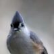 The Beautiful Tufted Titmouse is a Florida Resident