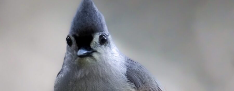 A tufted titmouse perches on a small branch in the understory of a mixed wood forest.