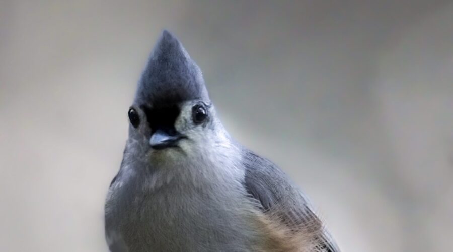 A tufted titmouse perches on a small branch in the understory of a mixed wood forest.