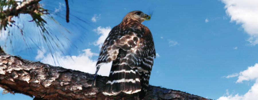 A red shouldered hawk perches for a moment with a large katydid that he caught to present to his mate.