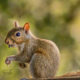 The Young Grey Squirrels Have Unique and Expressive Faces