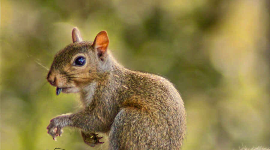 This young eastern grey squirrel was eating a sunflower seed when she suddenly looked right at the photographer with a quizzical expression.