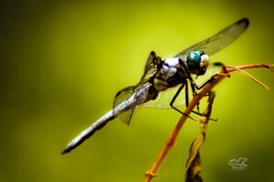 A male blue dasher is looking rather pale in color as fall sets in.