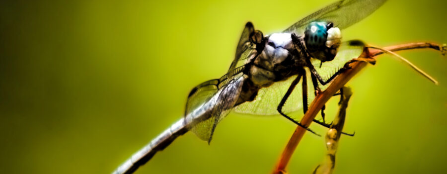 A male blue dasher is looking rather pale in color as fall sets in.