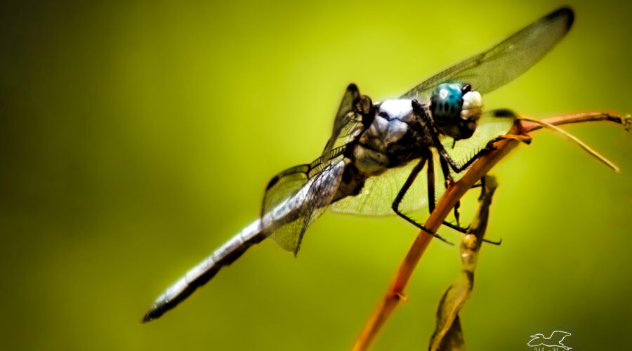 A male blue dasher is looking rather pale in color as fall sets in.