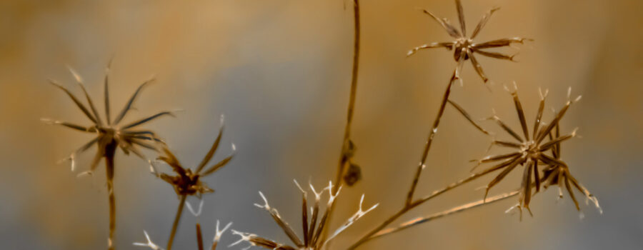 The seeds of hairy beggarstick stick to almost anything from clothing to fur to feathers, giving the plant its name.