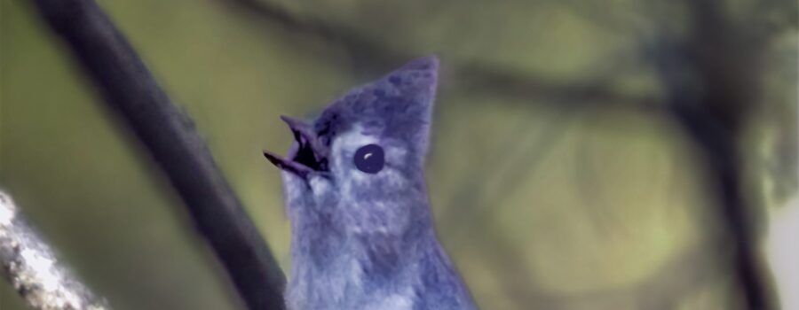 A tufted titmouse belts out his song while perched in the forest understory.