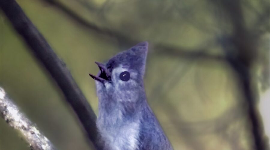 A tufted titmouse belts out his song while perched in the forest understory.