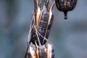 A string of pipevine seed pods hangs on dried vines as a reminder of the lush green of earlier seasons.