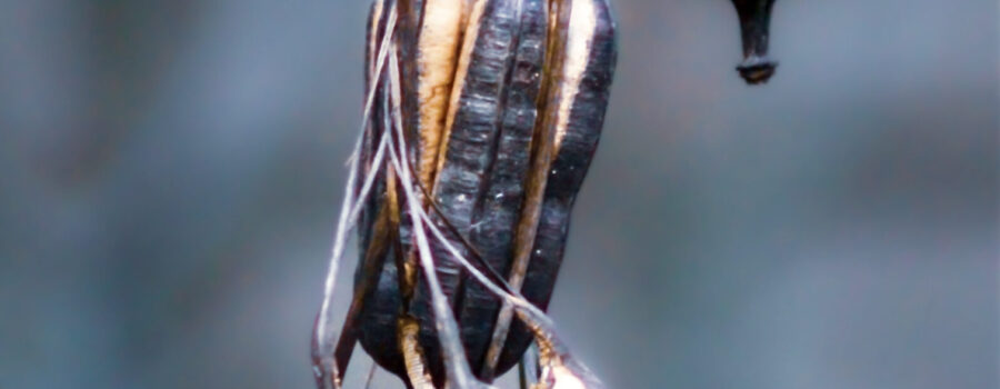 A string of pipevine seed pods hangs on dried vines as a reminder of the lush green of earlier seasons.