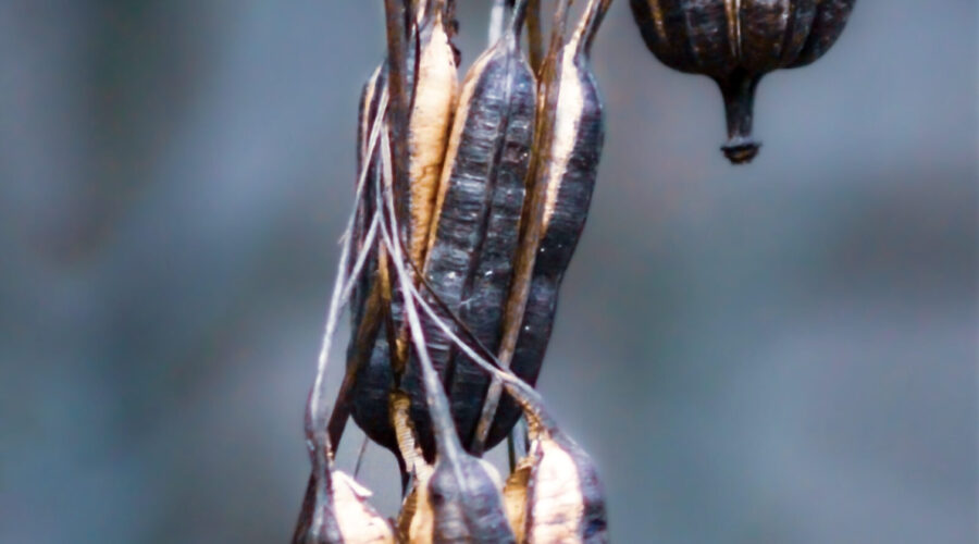 A string of pipevine seed pods hangs on dried vines as a reminder of the lush green of earlier seasons.