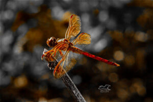 A golden winged skimmer takes a moment to perch on a twig before continuing its hunt for food and females.