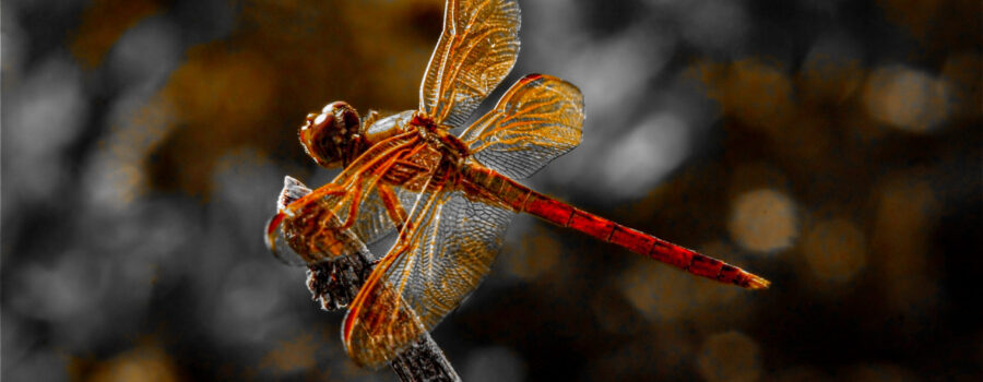 A golden winged skimmer takes a moment to perch on a twig before continuing its hunt for food and females.