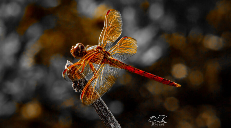 A golden winged skimmer takes a moment to perch on a twig before continuing its hunt for food and females.