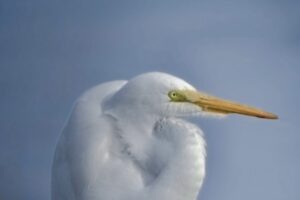 A great egret relaxes and catches some afternoon sun in a warm winter afternoon.