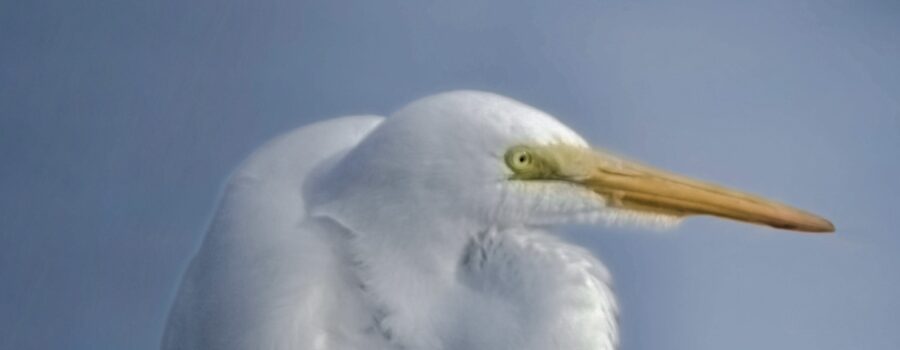 A great egret relaxes and catches some afternoon sun in a warm winter afternoon.