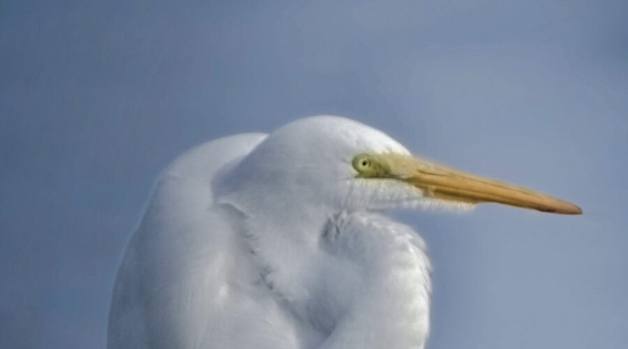 A great egret relaxes and catches some afternoon sun in a warm winter afternoon.