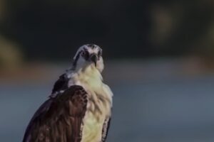 An osprey takes a short break from hunting to rest on this pillar near Cedar Key itself