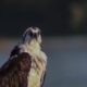 Osprey are Beautiful and Amazing Hunters