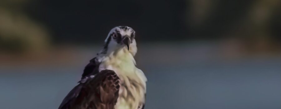 An osprey takes a short break from hunting to rest on this pillar near Cedar Key itself