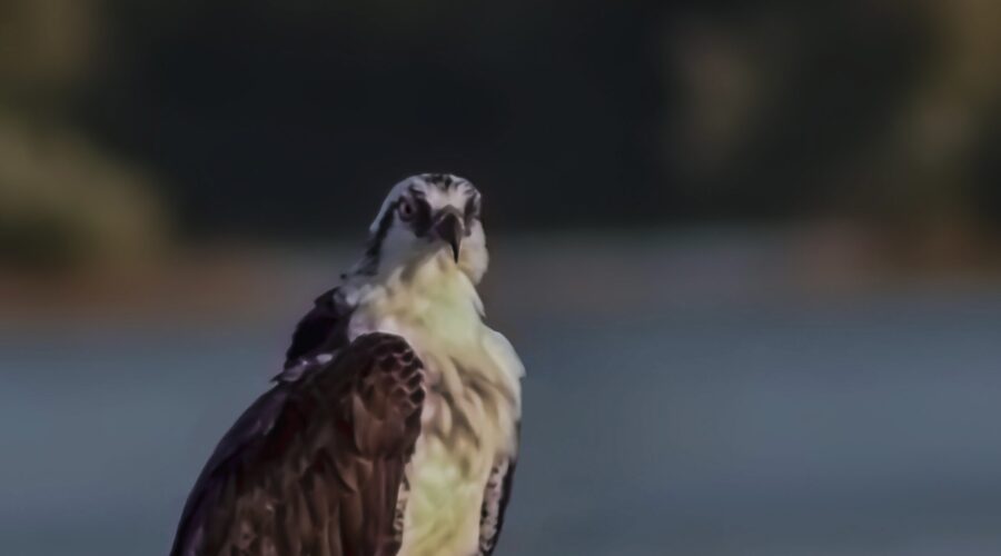 An osprey takes a short break from hunting to rest on this pillar near Cedar Key itself