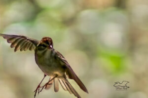 A chipping sparrow takes flight.