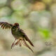 The Beautiful Little Chipping Sparrows are Lots of Fun