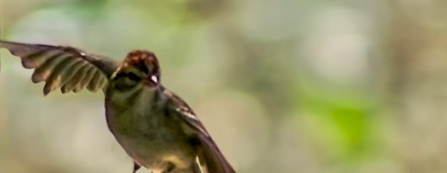 A chipping sparrow takes flight.