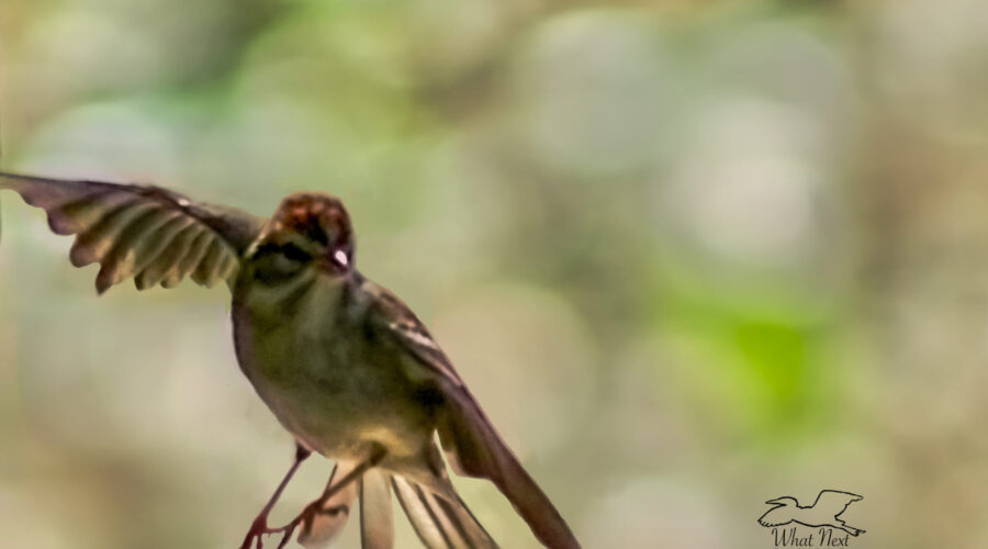 A chipping sparrow takes flight.