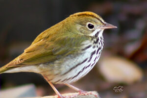 This little oven bird is my absolute favorite winter visitor for quite a few reasons, including her striking, striped markings.