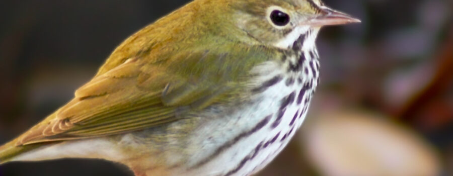 This little oven bird is my absolute favorite winter visitor for quite a few reasons, including her striking, striped markings.