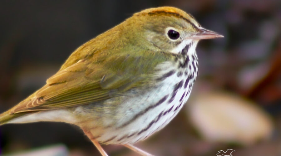 This little oven bird is my absolute favorite winter visitor for quite a few reasons, including her striking, striped markings.