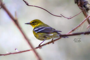 A pine warbler perches on a vine branch of the understory in a mixed tree forest.