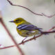 Pine Warblers are Energetic and Colorful Winter Visitors