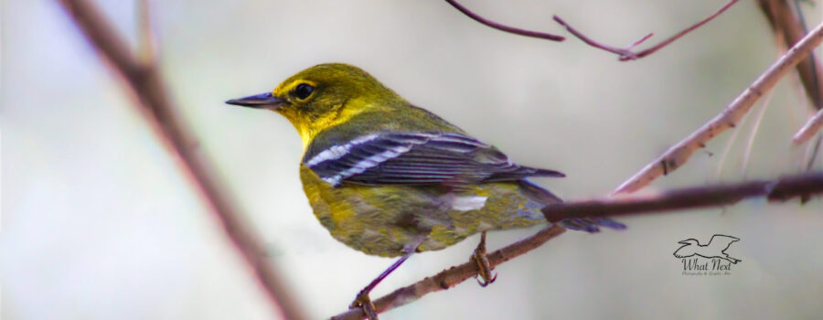 A pine warbler perches on a vine branch of the understory in a mixed tree forest.