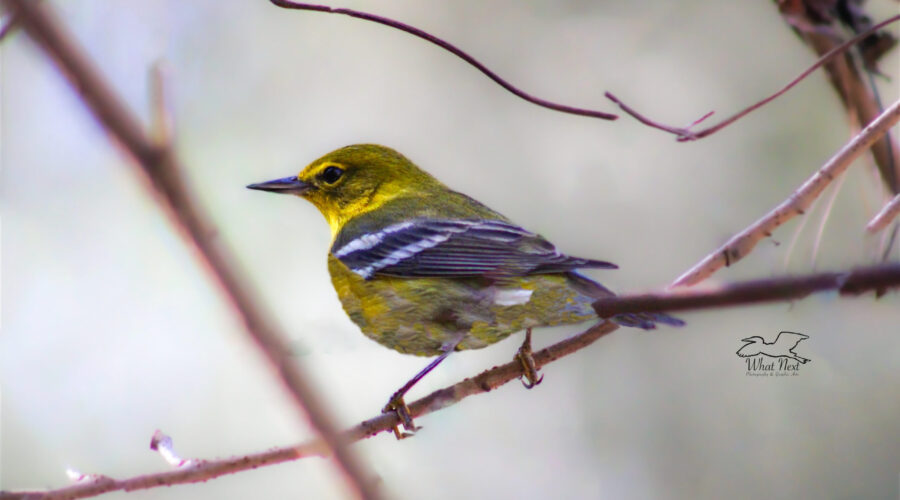 A pine warbler perches on a vine branch of the understory in a mixed tree forest.