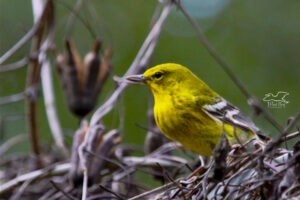 A brilliant yellow, male pine warbler perches in a bunch of old pipevines.