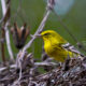 The Beautiful Pine Warbler is Apparently on His Own