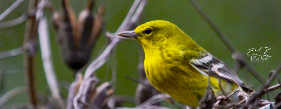 A brilliant yellow, male pine warbler perches in a bunch of old pipevines.